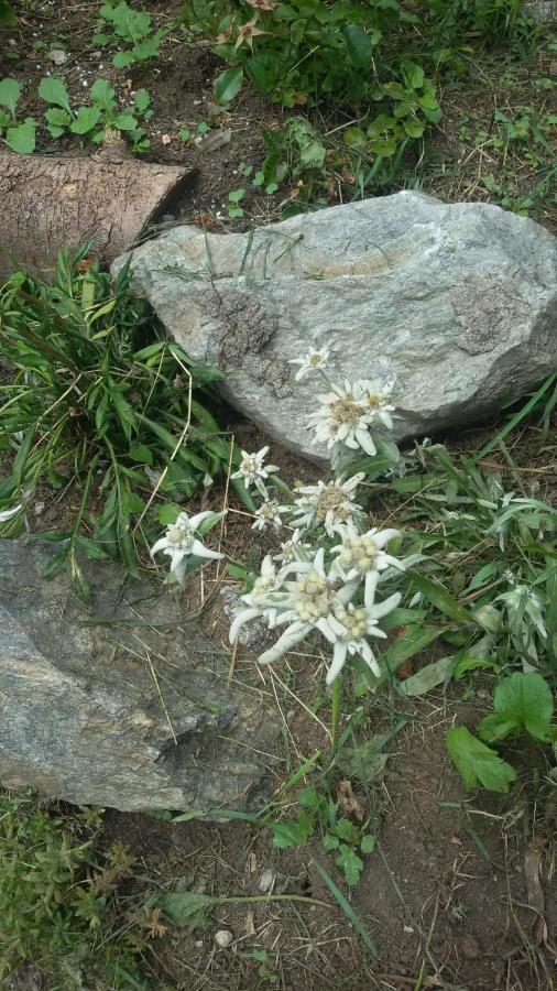 Rifugio Stella Alpina Hotel Saviore dell'Adamello Bagian luar foto